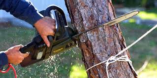  Ashley, OH Tree Care Pros