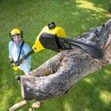 Best Lawn Renovation and Restoration  in Ashley, OH