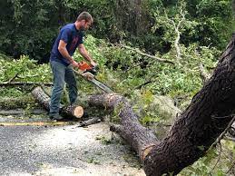 Best Leaf Removal  in Ashley, OH