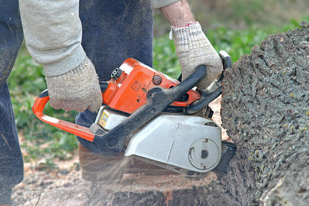 Best Tree Preservation Services  in Ashley, OH