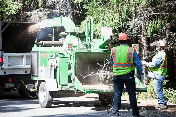 Reliable Ashley, OH Tree Care Solutions