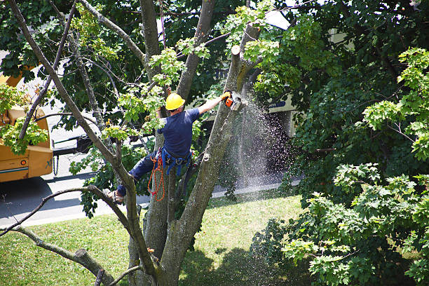 Best Tree Risk Assessment  in Ashley, OH