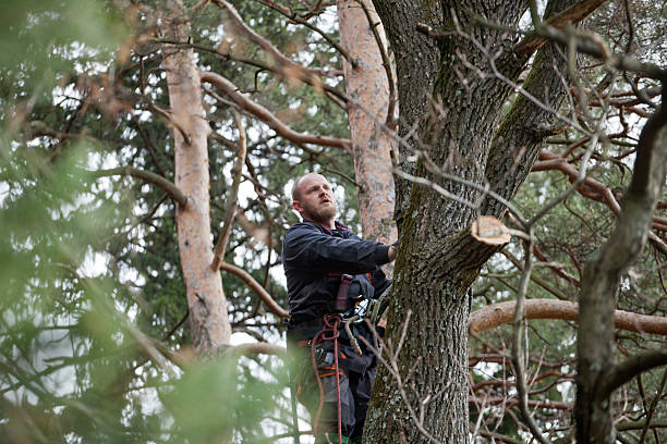 Best Arborist Consultation Services  in Ashley, OH